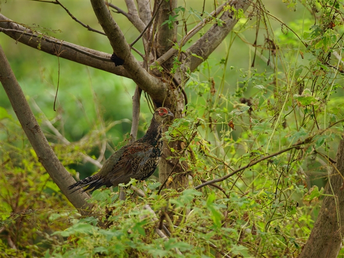 LW,Common Pheasant